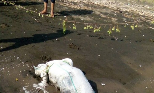 Diduga Dianiaya, Ditemukan Mayat Dalam Karung