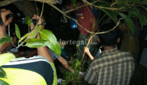 Hiii... Ada Pria Gantung Diri di Pohon Mangga